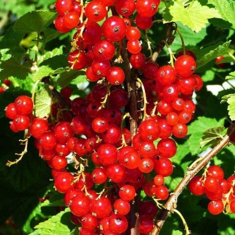 Tüplü RedLake Cinsi (Kırmızı) Frenk Üzümü Fidanı