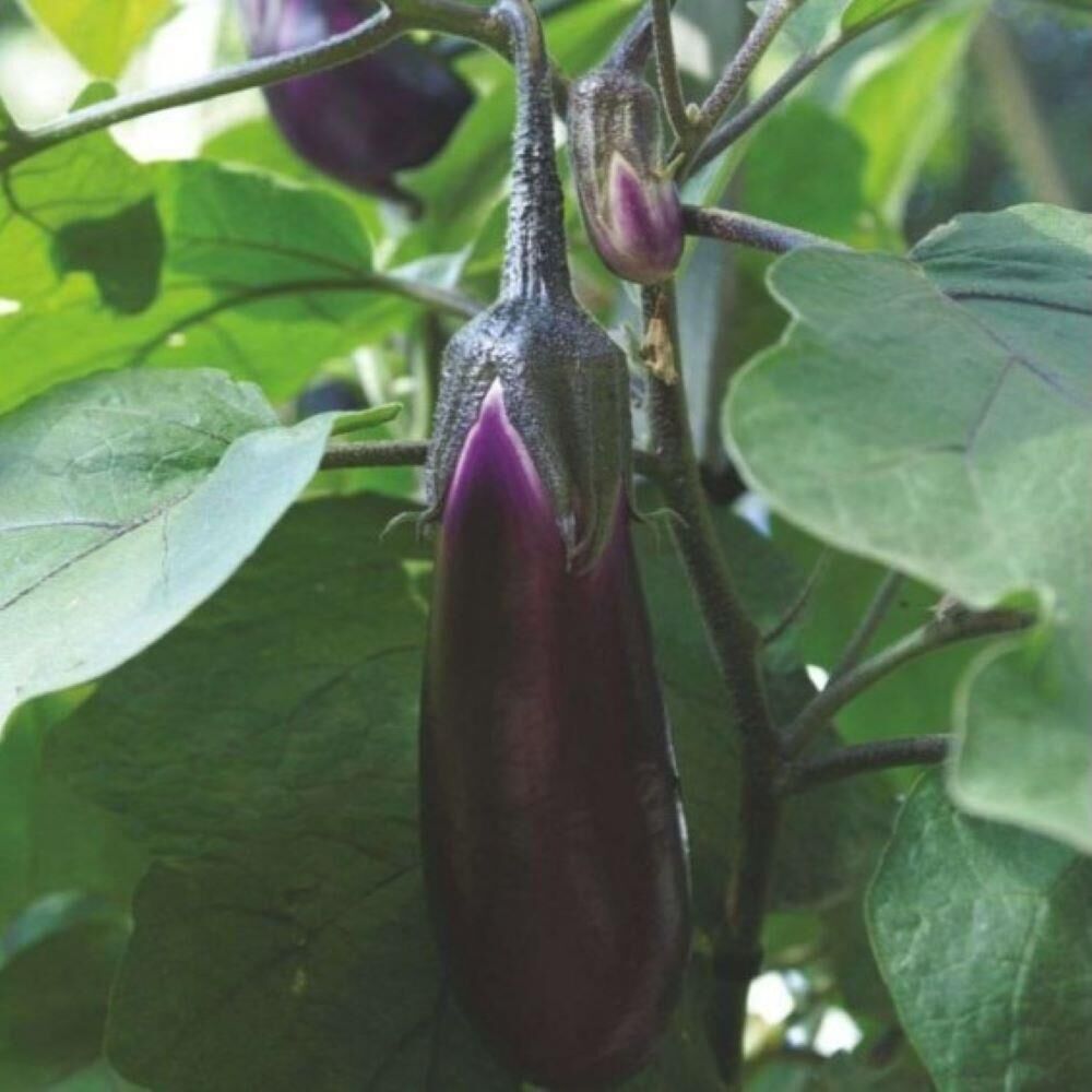 Natural Tüplü 5'li Paket Pala Patlıcan Fidesi