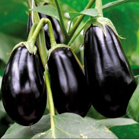 5'li Paket Tüplü Hibrit Topan Patlıcan Fidesi