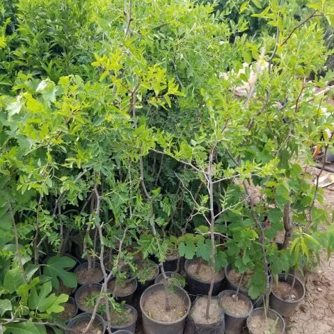 Tüplü Çok İri Taneli Aşılı Hünnap Fidanı (Meyve Verir Yaşta)