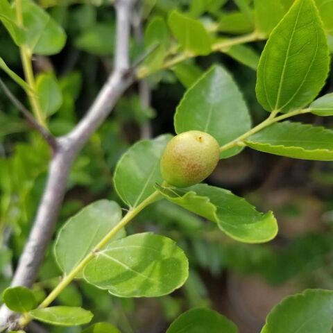 Tüplü Çok İri Taneli Aşılı Hünnap Fidanı (Meyve Verir Yaşta)