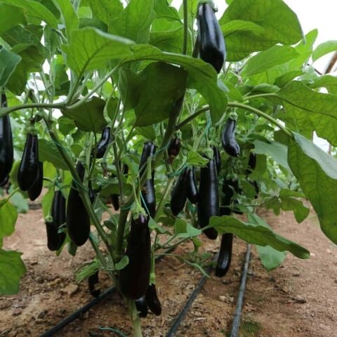 Tüplü Hibrit 5'li Paket F1 (Siyah- Açık Tarla) Patlıcan Fidesi