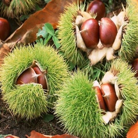 Tüplü Sarı Aşılama Kestane Fidanı