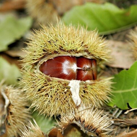 Tüplü Tahta Cinsi Balıkesir Kestane Fidanı