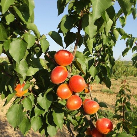 Tüplü Aşılı Aldeniz Perfect Red Cinsi Kayısı Fidanı +80cm