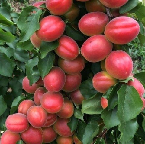 Tüplü Aşılı Aldeniz Perfect Red Cinsi Kayısı Fidanı +80cm