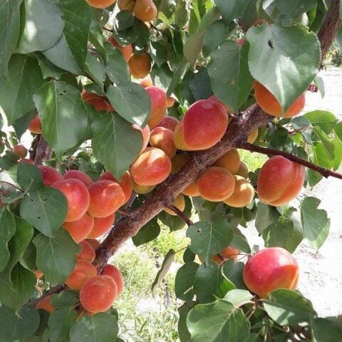 Tüplü Aşılı Aldeniz Perfect Red Cinsi Kayısı Fidanı +80cm