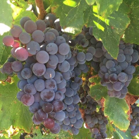 Hevenklik Mor Bulut Üzümü Fidanı