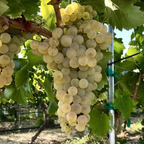 Thomson Çekirdeksiz Üzüm Fidanı