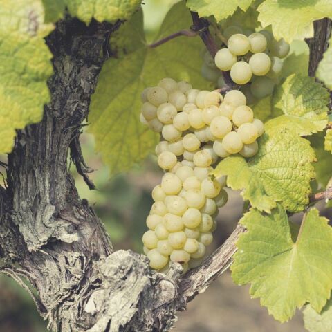 3-5 Metre Boyda Clariette Blanch Cinsi Üzüm Fidanı