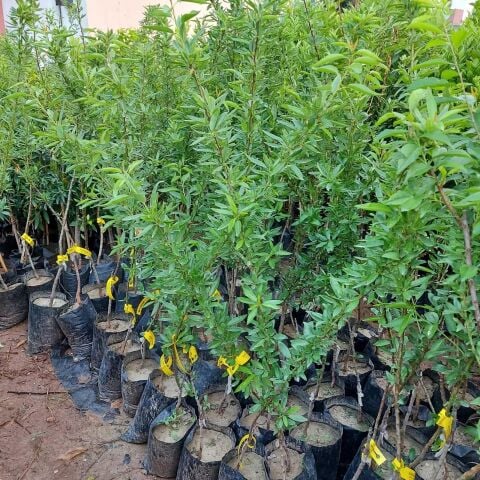 Tüplü, Aşılı PENTA Geçci Badem Fidanı (Meyve verir yaşta)