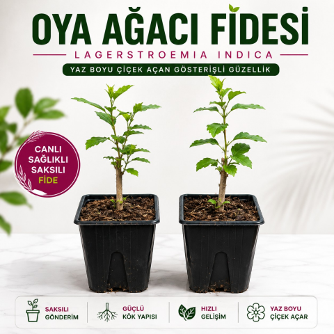 Oya Ağacı Fidesi (Lagerstroemia Indica) – Saksılı Canlı Fide | 25-40 cm | Yaz Boyu Çiçekli