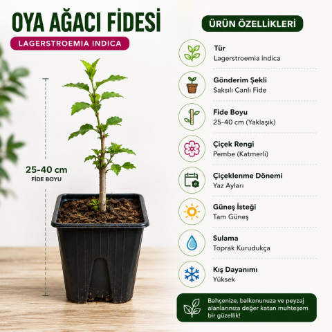 Oya Ağacı Fidesi (Lagerstroemia Indica) – Saksılı Canlı Fide | 25-40 cm | Yaz Boyu Çiçekli