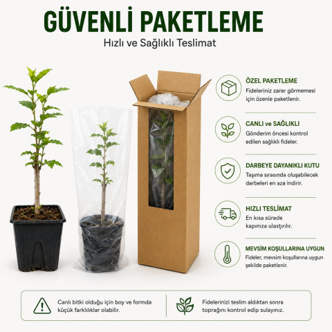 Oya Ağacı Fidesi (Lagerstroemia Indica) – Saksılı Canlı Fide | 25-40 cm | Yaz Boyu Çiçekli