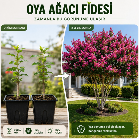 Oya Ağacı Fidesi (Lagerstroemia Indica) – Saksılı Canlı Fide | 25-40 cm | Yaz Boyu Çiçekli
