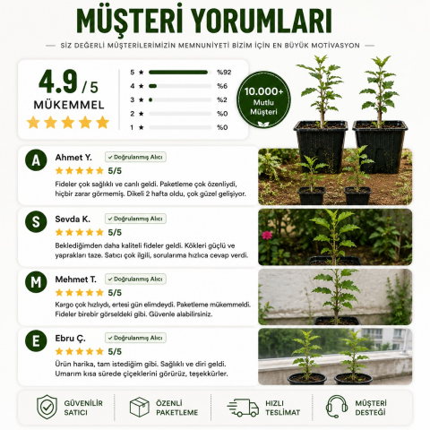 Oya Ağacı Fidesi (Lagerstroemia Indica) – Saksılı Canlı Fide | 25-40 cm | Yaz Boyu Çiçekli
