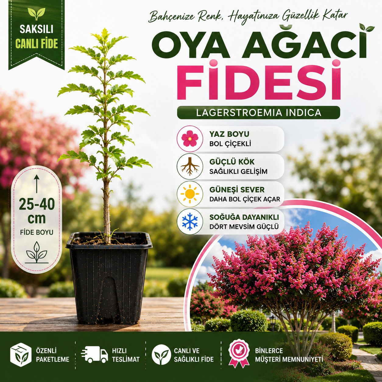 Oya Ağacı Fidesi (Lagerstroemia Indica) – Saksılı Canlı Fide | 25-40 cm | Yaz Boyu Çiçekli