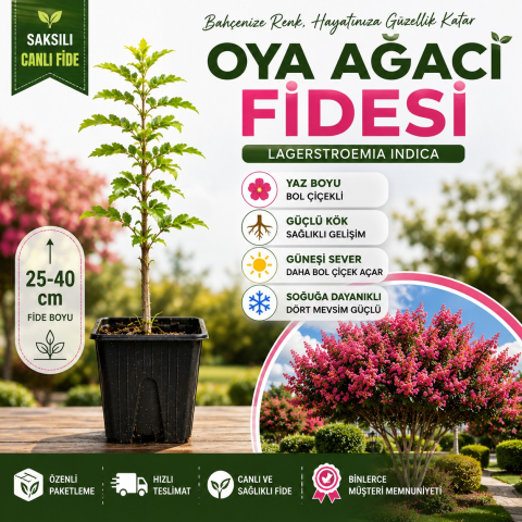 Oya Ağacı Fidesi (Lagerstroemia Indica) – Saksılı Canlı Fide | 25-40 cm | Yaz Boyu Çiçekli