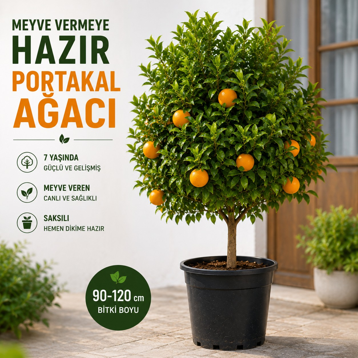 7 Yaş Saksılı Portakal Ağacı | Meyve Veren, Güçlü Gövdeli ve Dekoratif
