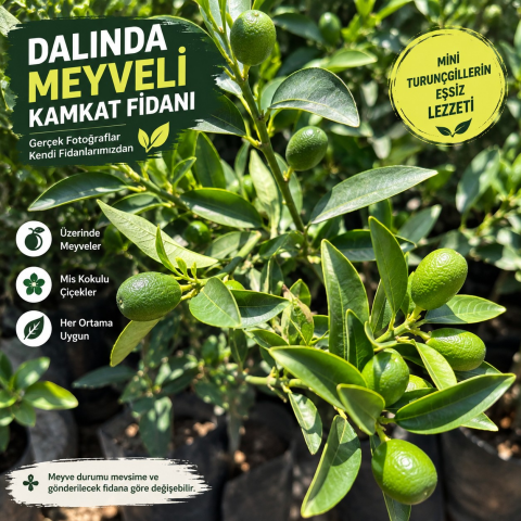 Kumkuat Fidanı – Gelişmiş Tüplü Kamkat Meyve Ağacı, Kompakt Yapılı Saksılık Fidan