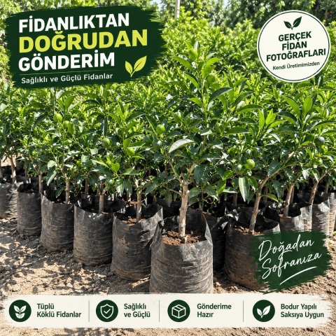 Kumkuat Fidanı – Gelişmiş Tüplü Kamkat Meyve Ağacı, Kompakt Yapılı Saksılık Fidan
