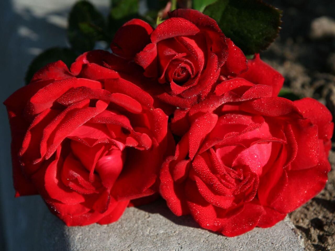 Tüplü Katmerli Moin Moin Yediveren Gül Fidanı