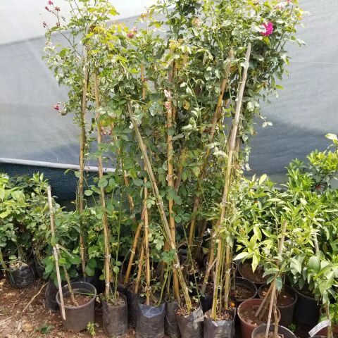 Tüplü Aşılı Yoğun Kokulu Yediveren Alaska Sarmaşık Gül Fidanı