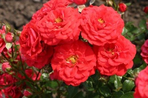 Tüplü Aşılı Zwergenfee 09 Yediveren Gül Fidanı