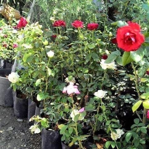Tüplü Aşılı Planten Un Blomen Kırmızı Beyaz Yediveren Gül Fidanı
