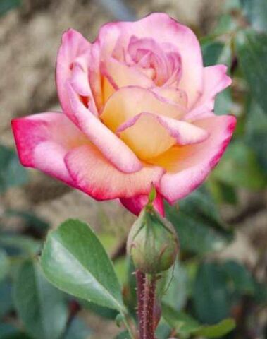 Tüplü Aşılı Pembe Beyaz Liberty Bell Yediveren Kokulu Gül Fidanı