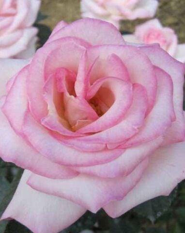 Tüplü Aşılı Princess Yediveren Kokulu Gül Fidanı