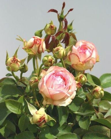 Tüplü Aşılı Yediveren Lovely Antike Freelander Gül Fidanı