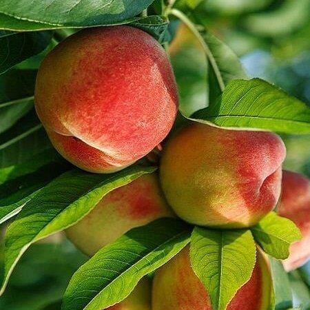 3 Yaş Aşılı Şeftali Fidanı EARLY BİG, Torbada