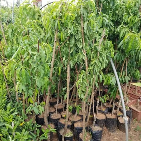 3 Yaş Aşılı Şeftali Fidanı ROYAL GLORY, Torbada