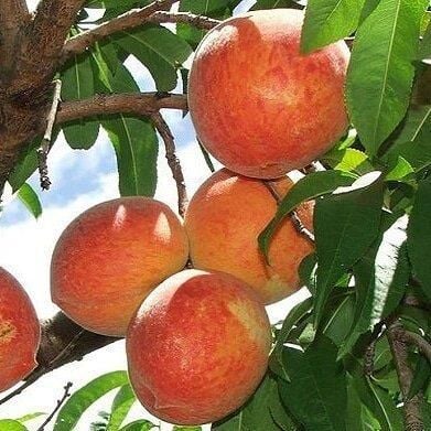 3 Yaş Aşılı Şeftali Fidanı EARLY RED, Torbada