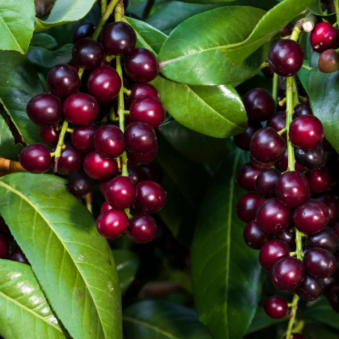 İri Meyveli Laz Kirazı (Karayemiş) Fidanı 3 Yaş +60 Cm Üzeri