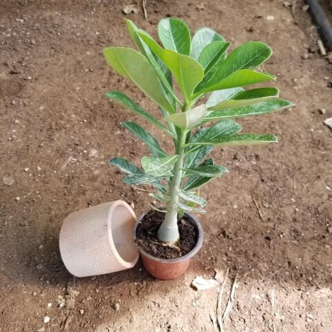 Büyük Boy Arabic Adenium Çöl Gülü Çiçeği Fidanı (Çiçek Açma Yaşında)